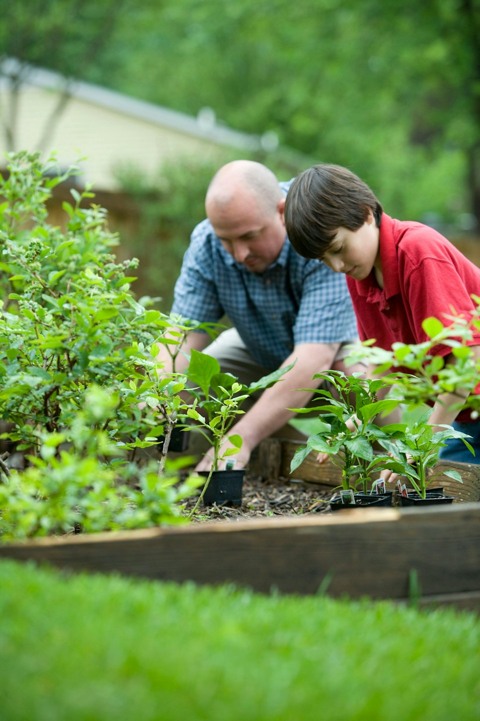 Man and boy plant seedlings in raised garden bed.