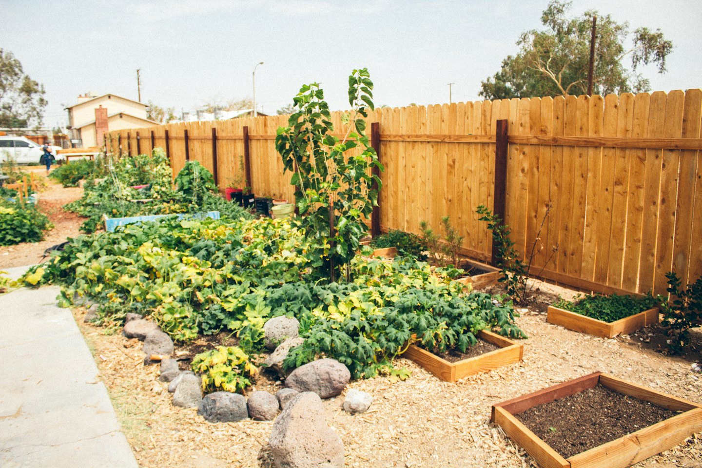 Raised garden beds with healthy plants and a concrete path.